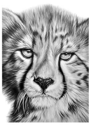 Cheetah cub PNG