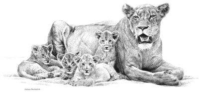 lioness cubs