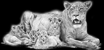 lioness cubs  PNG