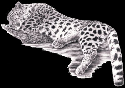 Sleeping Leopard2